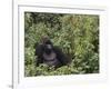 Silverback Mountain Gorilla, Amongst Vegetation, Zaire-Staffan Widstrand-Framed Photographic Print