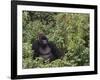 Silverback Mountain Gorilla, Amongst Vegetation, Zaire-Staffan Widstrand-Framed Photographic Print