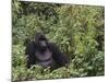 Silverback Mountain Gorilla, Amongst Vegetation, Zaire-Staffan Widstrand-Mounted Photographic Print