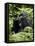 Silverback Mountain Gorilla (Gorilla Gorilla Beringei), Group 13, Volcanoes National Park, Rwanda-James Hager-Framed Stretched Canvas