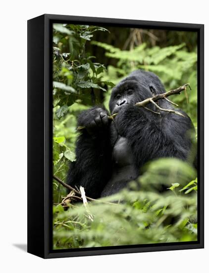 Silverback Mountain Gorilla (Gorilla Gorilla Beringei), Group 13, Volcanoes National Park, Rwanda-James Hager-Framed Stretched Canvas