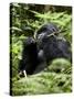 Silverback Mountain Gorilla (Gorilla Gorilla Beringei), Group 13, Volcanoes National Park, Rwanda-James Hager-Stretched Canvas