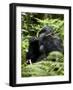 Silverback Mountain Gorilla (Gorilla Gorilla Beringei), Group 13, Volcanoes National Park, Rwanda-James Hager-Framed Photographic Print