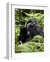 Silverback Mountain Gorilla (Gorilla Gorilla Beringei), Group 13, Volcanoes National Park, Rwanda-James Hager-Framed Photographic Print