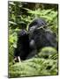 Silverback Mountain Gorilla (Gorilla Gorilla Beringei), Group 13, Volcanoes National Park, Rwanda-James Hager-Mounted Photographic Print