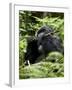 Silverback Mountain Gorilla (Gorilla Gorilla Beringei), Group 13, Volcanoes National Park, Rwanda-James Hager-Framed Photographic Print