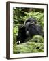 Silverback Mountain Gorilla (Gorilla Gorilla Beringei), Group 13, Volcanoes National Park, Rwanda-James Hager-Framed Photographic Print