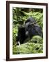 Silverback Mountain Gorilla (Gorilla Gorilla Beringei), Group 13, Volcanoes National Park, Rwanda-James Hager-Framed Photographic Print