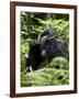 Silverback Mountain Gorilla (Gorilla Gorilla Beringei), Group 13, Volcanoes National Park, Rwanda-James Hager-Framed Photographic Print