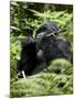 Silverback Mountain Gorilla (Gorilla Gorilla Beringei), Group 13, Volcanoes National Park, Rwanda-James Hager-Mounted Photographic Print