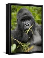 Silverback Mountain Gorilla (Gorilla Gorilla Beringei), Group 13, Volcanoes National Park, Rwanda-James Hager-Framed Stretched Canvas