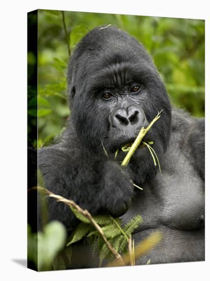 Silverback Mountain Gorilla (Gorilla Gorilla Beringei), Group 13, Volcanoes National Park, Rwanda-James Hager-Stretched Canvas