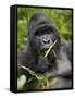 Silverback Mountain Gorilla (Gorilla Gorilla Beringei), Group 13, Volcanoes National Park, Rwanda-James Hager-Framed Stretched Canvas