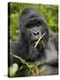 Silverback Mountain Gorilla (Gorilla Gorilla Beringei), Group 13, Volcanoes National Park, Rwanda-James Hager-Stretched Canvas