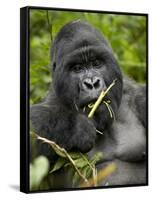 Silverback Mountain Gorilla (Gorilla Gorilla Beringei), Group 13, Volcanoes National Park, Rwanda-James Hager-Framed Stretched Canvas