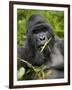 Silverback Mountain Gorilla (Gorilla Gorilla Beringei), Group 13, Volcanoes National Park, Rwanda-James Hager-Framed Premium Photographic Print