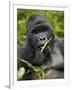 Silverback Mountain Gorilla (Gorilla Gorilla Beringei), Group 13, Volcanoes National Park, Rwanda-James Hager-Framed Premium Photographic Print