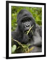 Silverback Mountain Gorilla (Gorilla Gorilla Beringei), Group 13, Volcanoes National Park, Rwanda-James Hager-Framed Premium Photographic Print