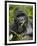 Silverback Mountain Gorilla (Gorilla Gorilla Beringei), Group 13, Volcanoes National Park, Rwanda-James Hager-Framed Premium Photographic Print