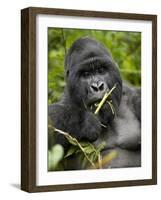 Silverback Mountain Gorilla (Gorilla Gorilla Beringei), Group 13, Volcanoes National Park, Rwanda-James Hager-Framed Photographic Print