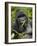 Silverback Mountain Gorilla (Gorilla Gorilla Beringei), Group 13, Volcanoes National Park, Rwanda-James Hager-Framed Photographic Print