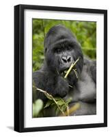 Silverback Mountain Gorilla (Gorilla Gorilla Beringei), Group 13, Volcanoes National Park, Rwanda-James Hager-Framed Photographic Print