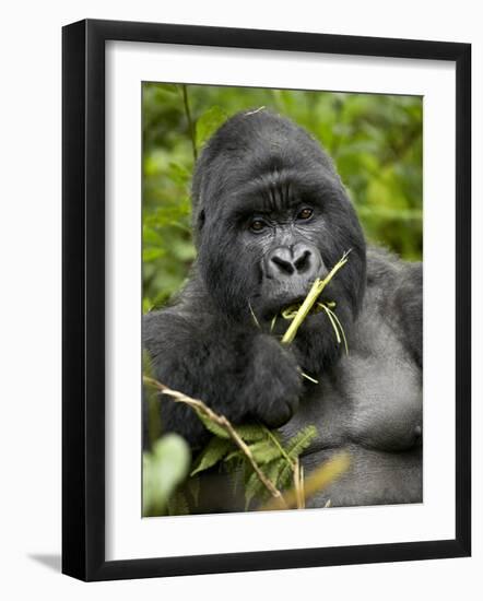 Silverback Mountain Gorilla (Gorilla Gorilla Beringei), Group 13, Volcanoes National Park, Rwanda-James Hager-Framed Photographic Print