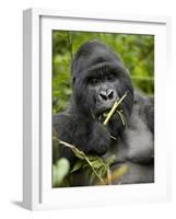 Silverback Mountain Gorilla (Gorilla Gorilla Beringei), Group 13, Volcanoes National Park, Rwanda-James Hager-Framed Photographic Print