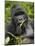 Silverback Mountain Gorilla (Gorilla Gorilla Beringei), Group 13, Volcanoes National Park, Rwanda-James Hager-Mounted Photographic Print