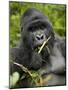 Silverback Mountain Gorilla (Gorilla Gorilla Beringei), Group 13, Volcanoes National Park, Rwanda-James Hager-Mounted Photographic Print