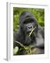 Silverback Mountain Gorilla (Gorilla Gorilla Beringei), Group 13, Volcanoes National Park, Rwanda-James Hager-Framed Photographic Print