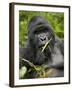 Silverback Mountain Gorilla (Gorilla Gorilla Beringei), Group 13, Volcanoes National Park, Rwanda-James Hager-Framed Photographic Print