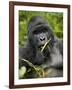 Silverback Mountain Gorilla (Gorilla Gorilla Beringei), Group 13, Volcanoes National Park, Rwanda-James Hager-Framed Photographic Print