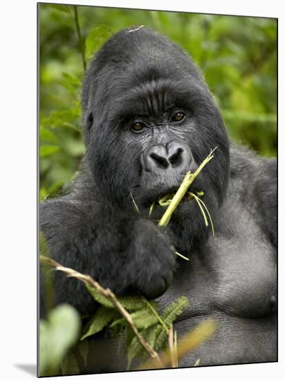 Silverback Mountain Gorilla (Gorilla Gorilla Beringei), Group 13, Volcanoes National Park, Rwanda-James Hager-Mounted Photographic Print