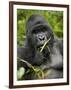 Silverback Mountain Gorilla (Gorilla Gorilla Beringei), Group 13, Volcanoes National Park, Rwanda-James Hager-Framed Photographic Print