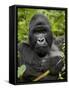 Silverback Mountain Gorilla (Gorilla Gorilla Beringei), Group 13, Volcanoes National Park, Rwanda-James Hager-Framed Stretched Canvas