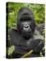 Silverback Mountain Gorilla (Gorilla Gorilla Beringei), Group 13, Volcanoes National Park, Rwanda-James Hager-Stretched Canvas