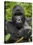 Silverback Mountain Gorilla (Gorilla Gorilla Beringei), Group 13, Volcanoes National Park, Rwanda-James Hager-Stretched Canvas