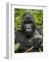 Silverback Mountain Gorilla (Gorilla Gorilla Beringei), Group 13, Volcanoes National Park, Rwanda-James Hager-Framed Photographic Print