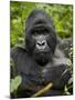 Silverback Mountain Gorilla (Gorilla Gorilla Beringei), Group 13, Volcanoes National Park, Rwanda-James Hager-Mounted Photographic Print