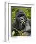 Silverback Mountain Gorilla (Gorilla Gorilla Beringei), Group 13, Volcanoes National Park, Rwanda-James Hager-Framed Photographic Print