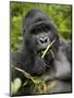 Silverback Mountain Gorilla (Gorilla Gorilla Beringei), Group 13, Volcanoes National Park, Rwanda-James Hager-Mounted Photographic Print