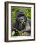 Silverback Mountain Gorilla (Gorilla Gorilla Beringei), Group 13, Volcanoes National Park, Rwanda-James Hager-Framed Premium Photographic Print