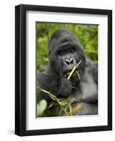 Silverback Mountain Gorilla (Gorilla Gorilla Beringei), Group 13, Volcanoes National Park, Rwanda-James Hager-Framed Premium Photographic Print