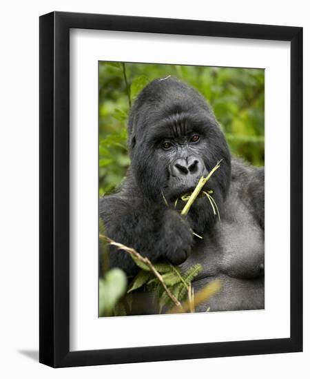 Silverback Mountain Gorilla (Gorilla Gorilla Beringei), Group 13, Volcanoes National Park, Rwanda-James Hager-Framed Premium Photographic Print