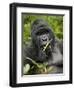 Silverback Mountain Gorilla (Gorilla Gorilla Beringei), Group 13, Volcanoes National Park, Rwanda-James Hager-Framed Premium Photographic Print