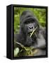 Silverback Mountain Gorilla (Gorilla Gorilla Beringei), Group 13, Volcanoes National Park, Rwanda-James Hager-Framed Stretched Canvas