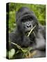 Silverback Mountain Gorilla (Gorilla Gorilla Beringei), Group 13, Volcanoes National Park, Rwanda-James Hager-Stretched Canvas