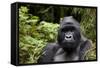 Silverback, Mountain Gorilla (Gorilla Gorilla Beringei), Kongo, Rwanda, Africa-Thorsten Milse-Framed Stretched Canvas