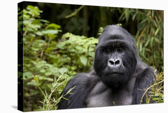 Silverback, Mountain Gorilla (Gorilla Gorilla Beringei), Kongo, Rwanda, Africa-Thorsten Milse-Stretched Canvas